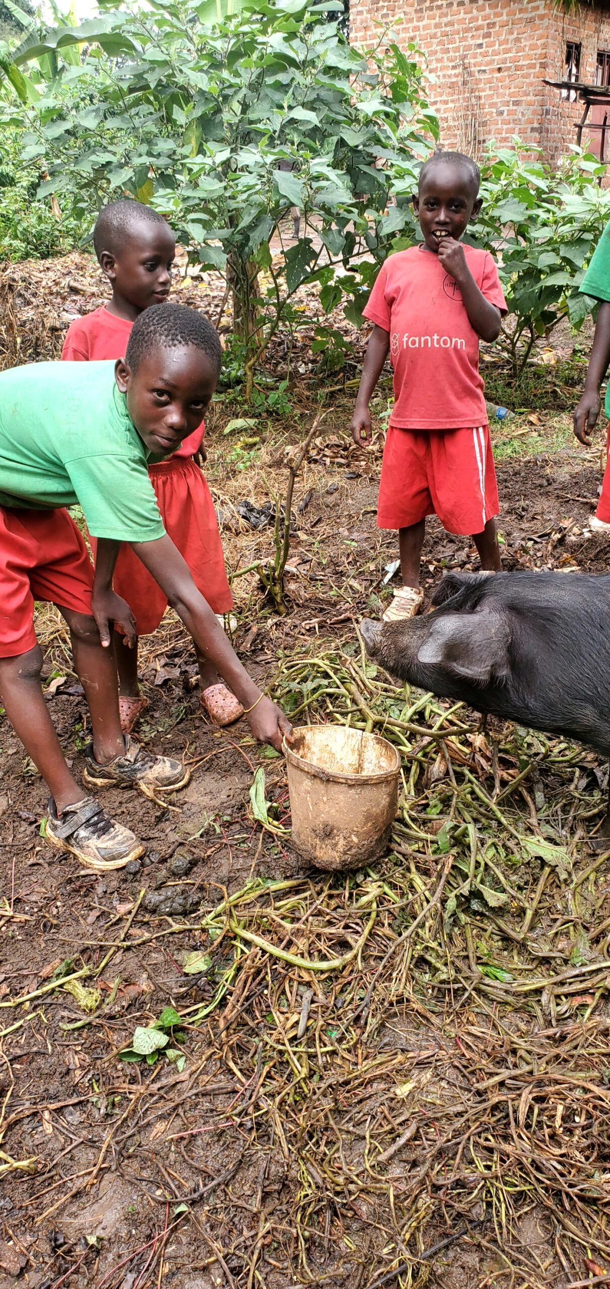 Sustainable Poultry Farming and Livestock Development